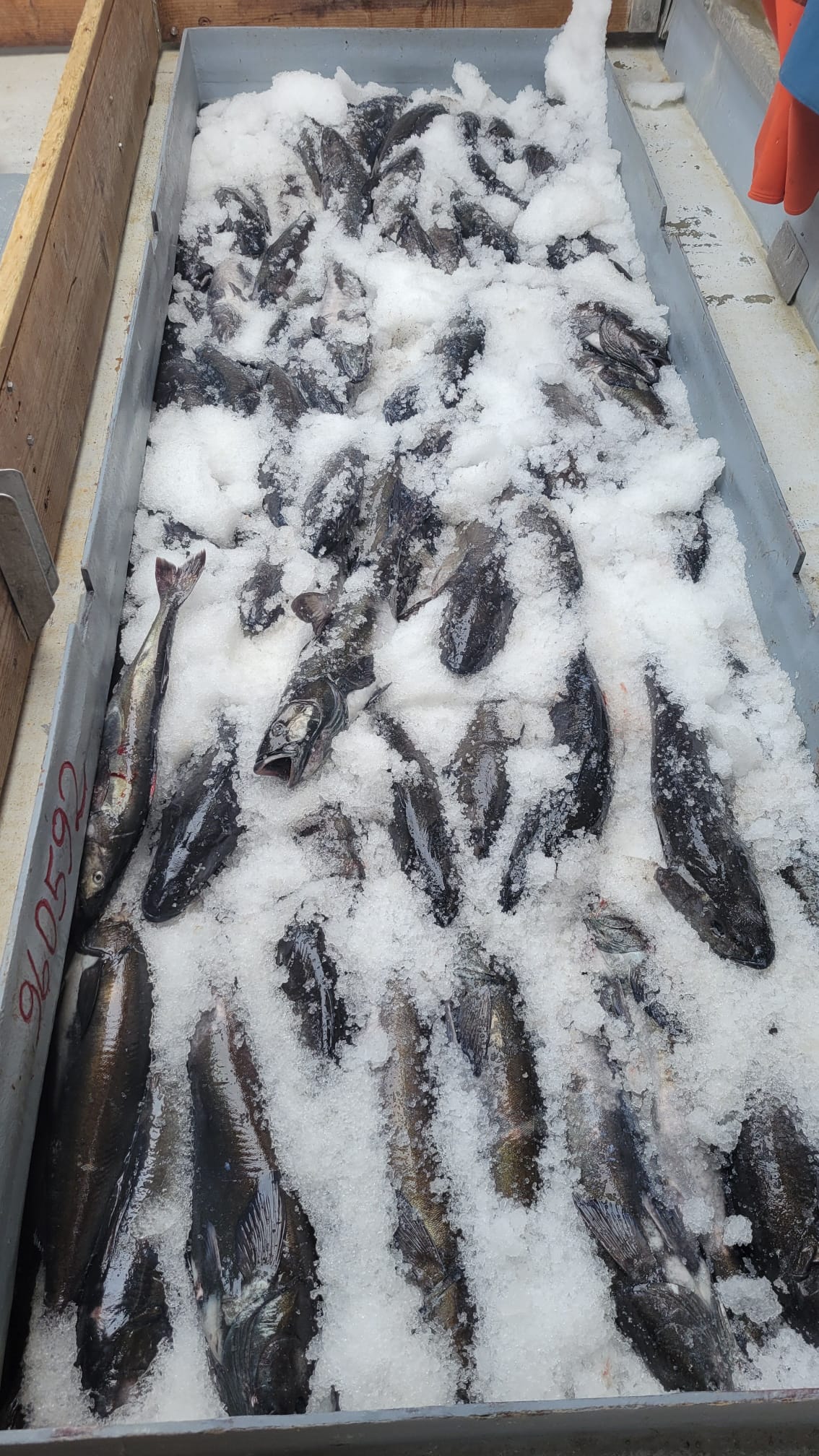 Sablefish