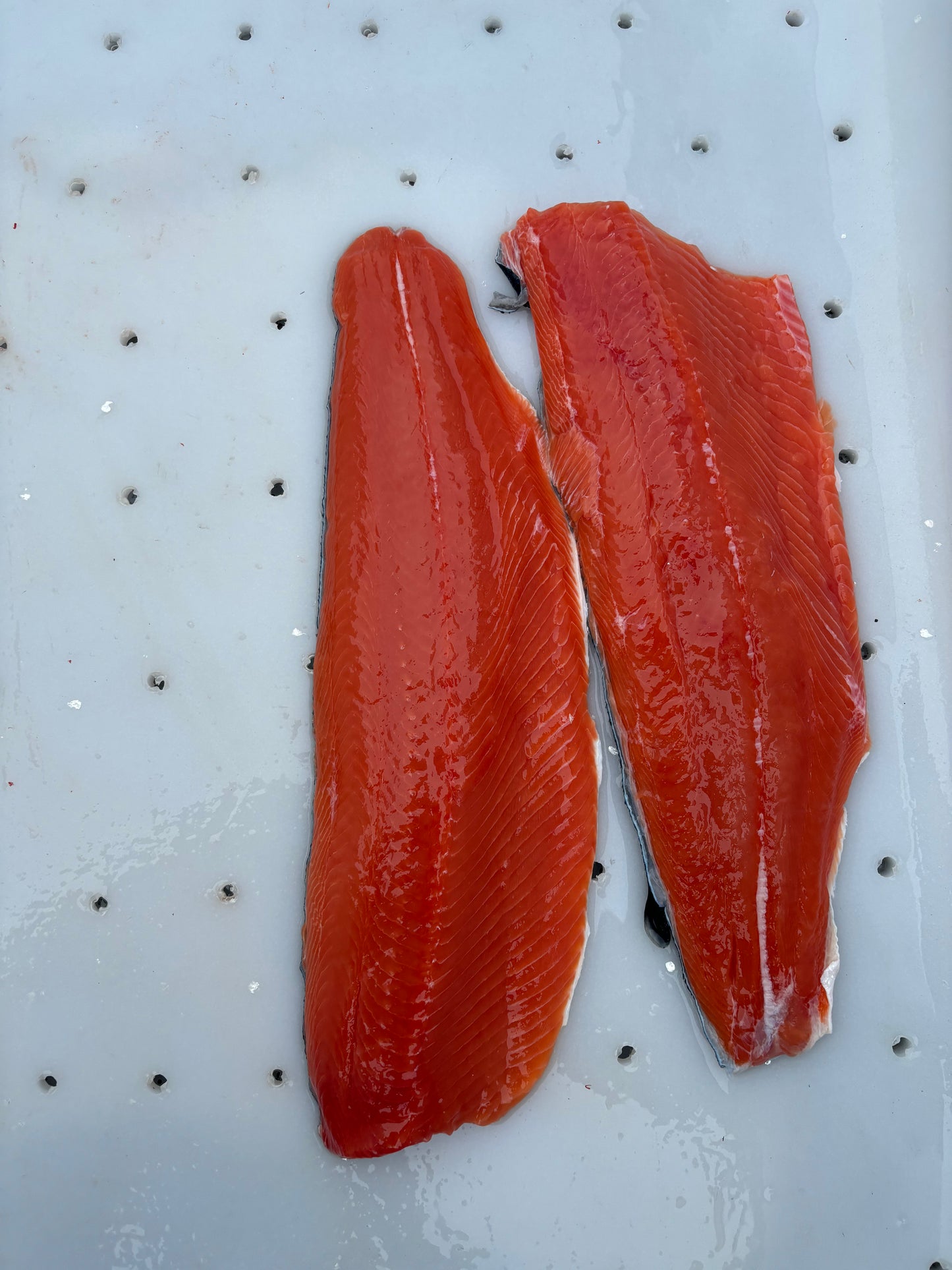 Coho Salmon Silver