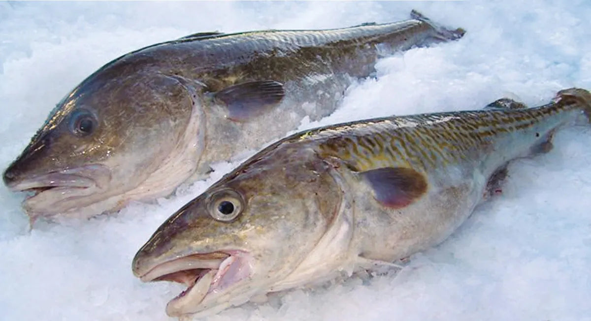 Pacific Cod