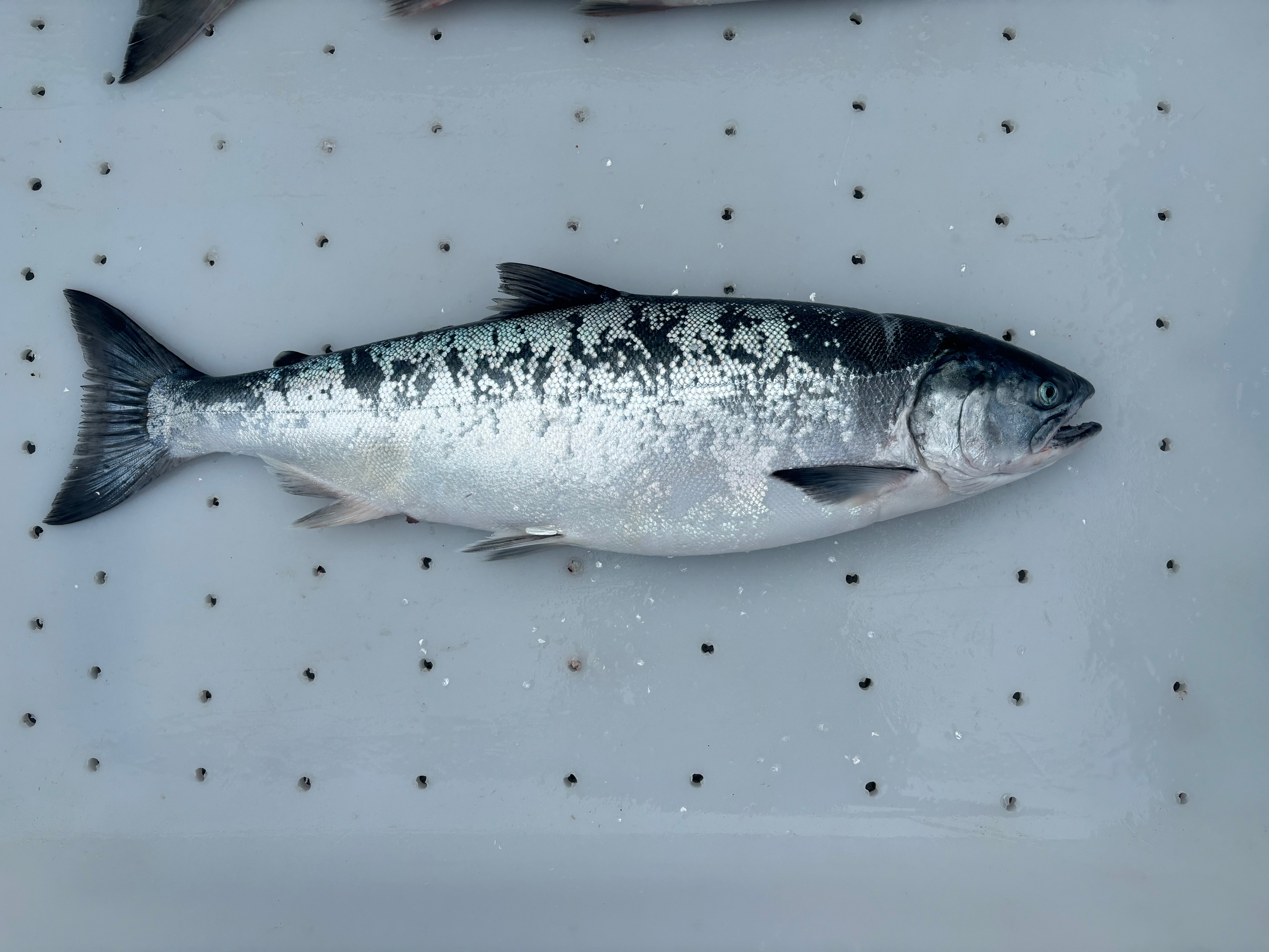Koho Fish Coho Salmon — 5 lb Box – Pacific Alaskan Delicacies