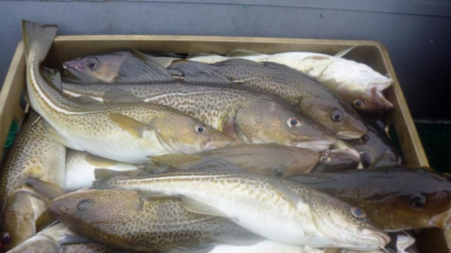 Picific Cod Pacific Cod — 5 lb Box – Pacific Alaskan Delicacies