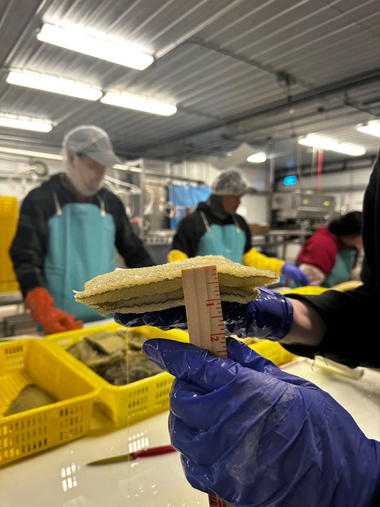 Herring Roe on Kelp